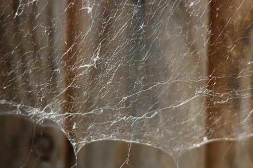 Frozen cobwebs on a brick wall in Huntingdon.