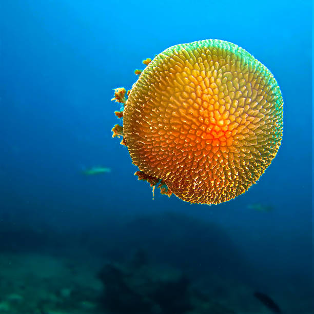 istock Orange Jellyfish in the sea 1401049419
