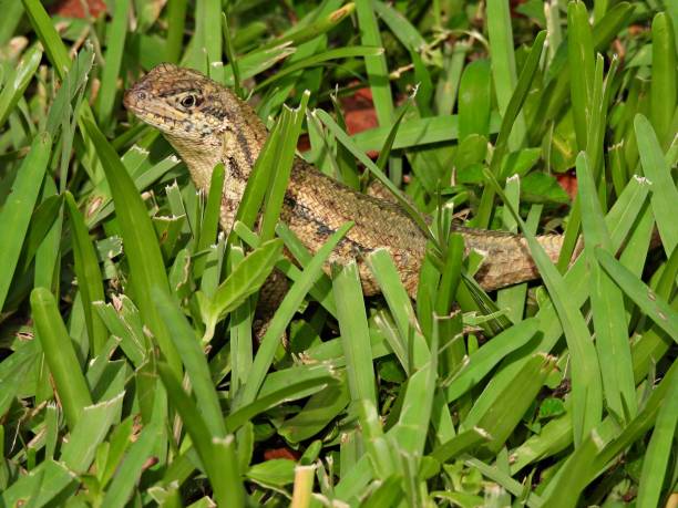 Curly tail Lizard (Leiocephalus carinatus) resting in the grass Curly tail Lizard - profile northern curly tailed lizard leiocephalus carinatus stock pictures, royalty-free photos & images