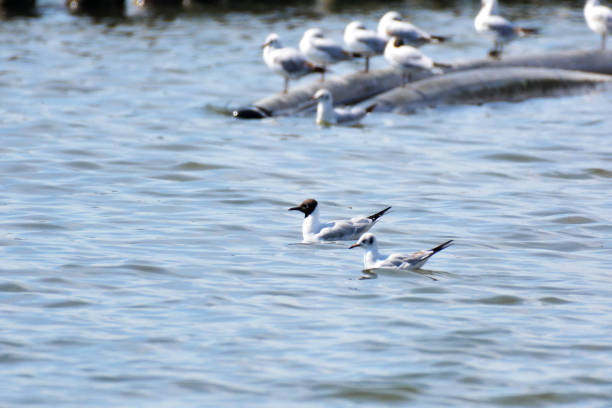 istock Two black headed gulls are swimming together 1401051104