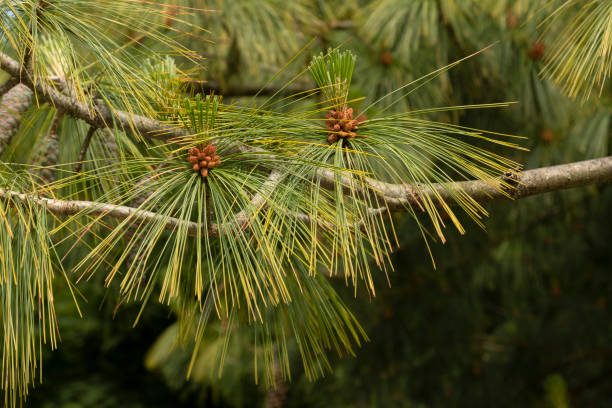 Close-up of the Pinus wallichiana Close-up of the Pinus wallichiana
also called weeping pines, himalayans pines or Wallichs pines. pinus wallichiana stock pictures, royalty-free photos & images