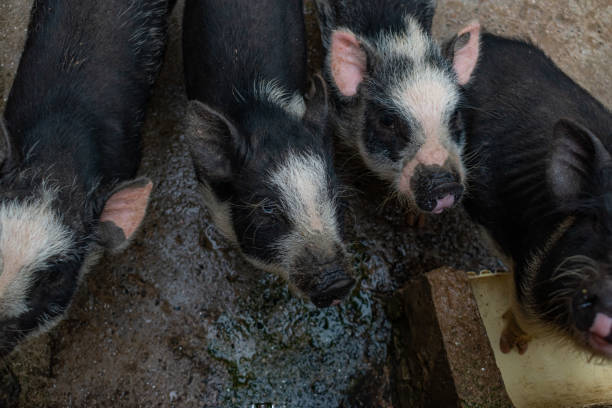 istock mini pig farm in colombia 1401052298
