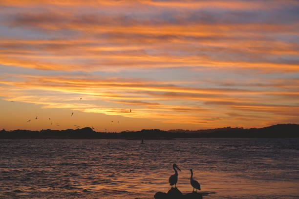Birds and the sun settling in the evening over the Gippsland Lakes