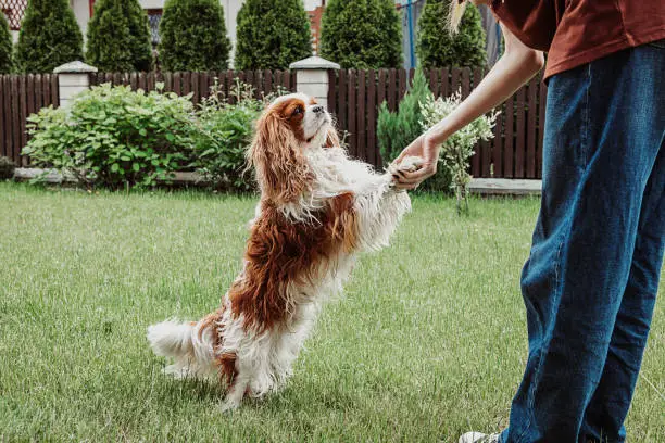 Unrecognizable woman playing and training pure breed dog brown and white Cavalier King Charles spaniel in parkland or green garden outdoors. Obedience commands, standing, holding paws in hands
