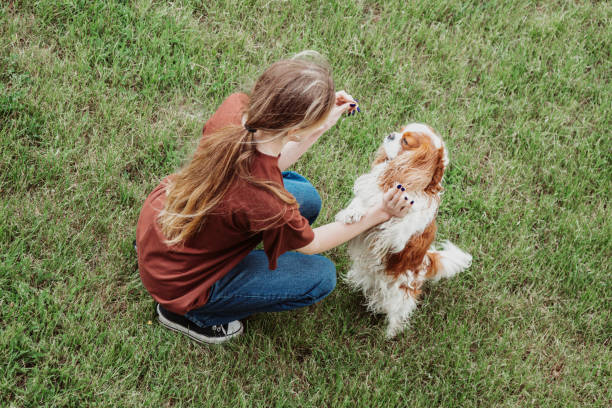 Female owner feed and sport training dog, companion Cavalier King Charles spaniel in the green garden or park outdoor Woman owner feeding and sport training pure breed dog, companion Cavalier King Charles spaniel in the green garden or park outdoors. Commands and rules with friend. Encourage and punish, snacks to pet young purebred fluffy cavalier king charles spaniel relaxing in summer stock pictures, royalty-free photos & images