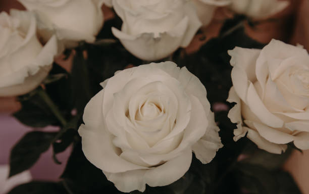 istock beautiful white roses background. selective focus. close-up 1401053308