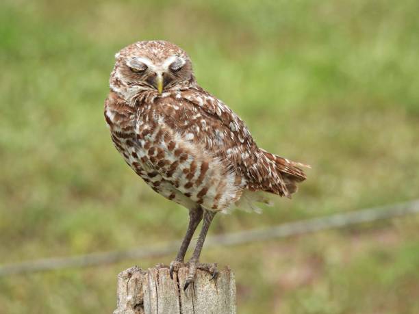 istock Burrowing Owl (Athene cunicularia) perched on a wood post with eyes closed 1401054259