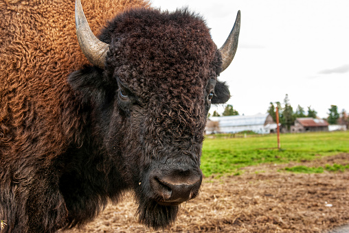 Close-up of American buffalo, or bison, in field looking at the camera