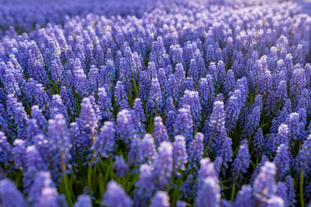 Natural floral purple background of many small spring flowers Muscari Armeniacum at sunset for the design of the calendar on the theme of spring. Copy Space