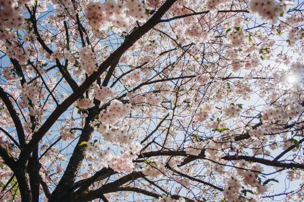 istock Selective focus of beautiful branches of pink Cherry blossoms on the tree under blue sky, Beautiful Sakura flowers during spring season in the park, Flora pattern texture, Nature floral background. 1401056818