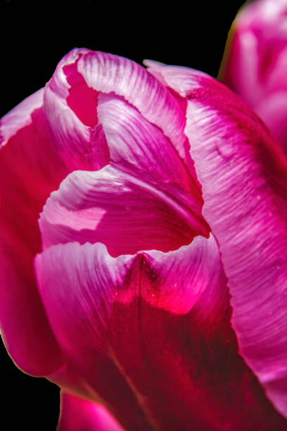 istock Pink White Darwin Tulip Blooming Macro 1401059825