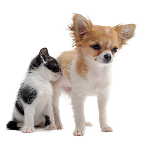 istock puppy chihuahua and kitten 140106368