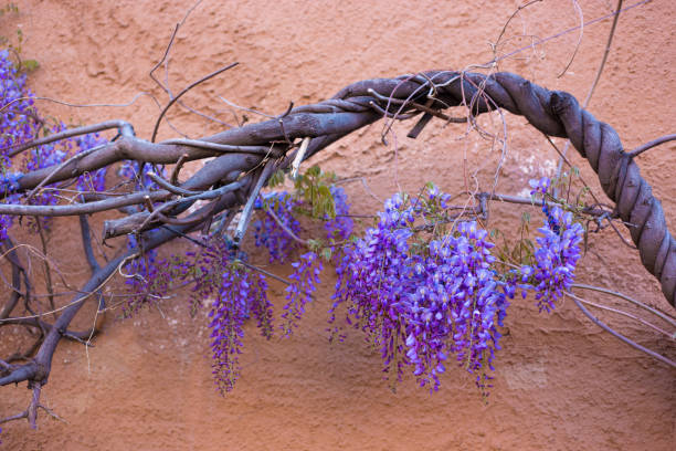Santa Fe, NM: Old Wisteria Vine and Flowers, Adobe Wall