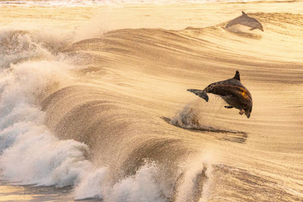 delfino che salta fuori dalla parte posteriore di un'onda nell'oceano durante un tramonto dorato - happy dolphin foto e immagini stock