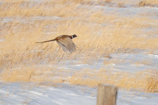 Ring-necked Pheasant flying over snow in Montana in northwestern USA