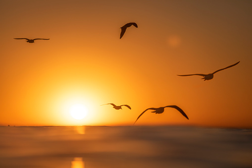 Sea birds flying over the ocean during a dramatic golden sunset