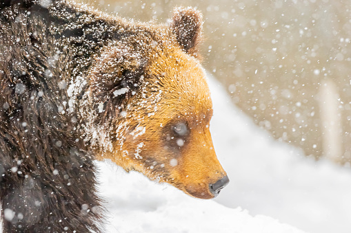 brown bear in snowy