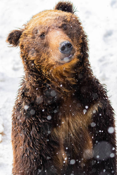 istock brown bear in snowy 1401073212