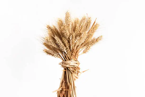 Photo of Ears of wheat isolated on white background