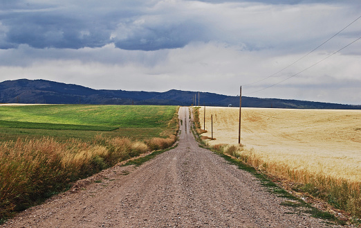 Dirt road down the center with diminishing view.  Green field of crops on the left.  Golden field of crops on the right.   Cloudy skies.
