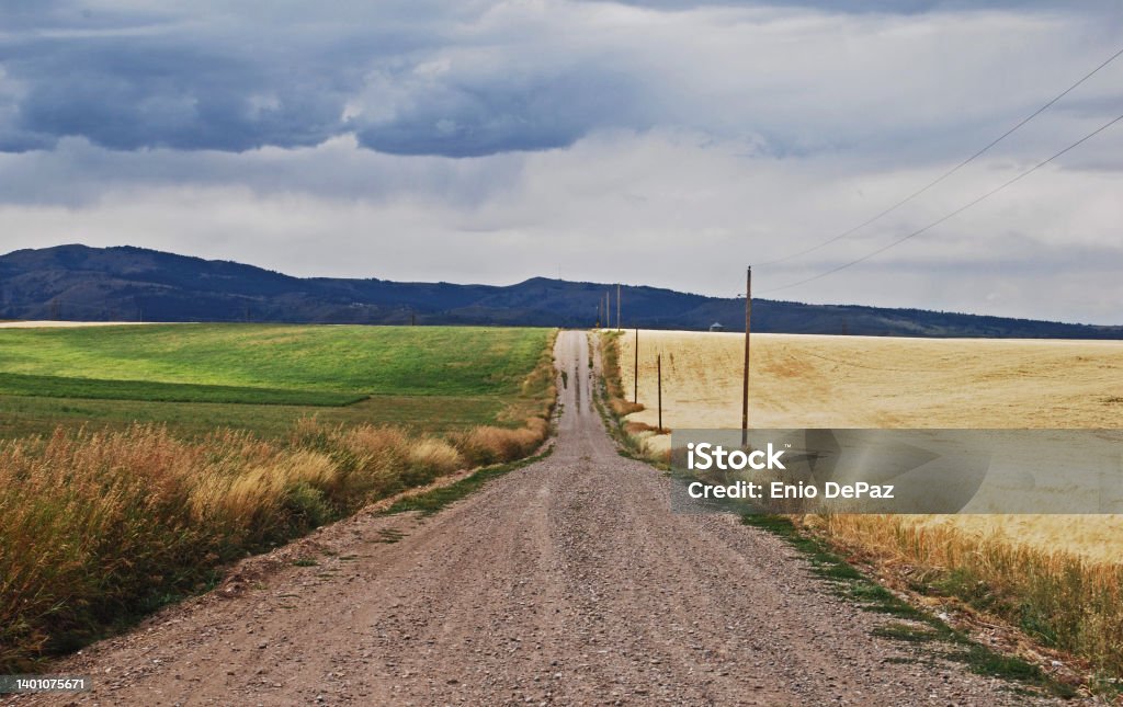 Dirt Road with Green and Golden Fields Dirt road down the center with diminishing view.  Green field of crops on the left.  Golden field of crops on the right.   Cloudy skies. Idaho Stock Photo