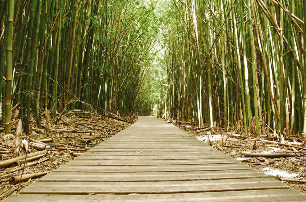 A wooden walkway through the bamboo forest on the island of Maui, Hawaii.  Hana.