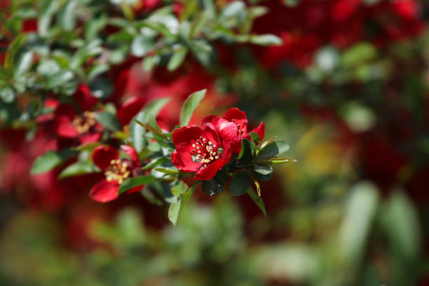 The flowers of a Japanese Quince (Chaenomeles Japonica)  bush, shot in the spring.