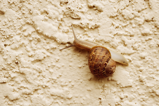 Brown garden snail slowly crawling on textured wall in a backyard