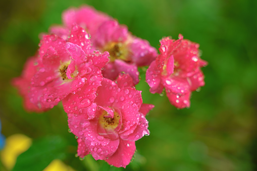 Close-up photo of a pink rose planted in a pot to decorate the front of your home, backyard or dining room.