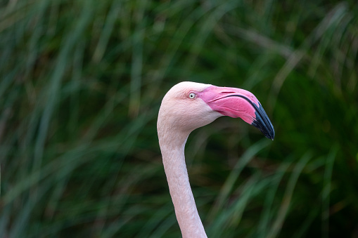 Flamingo portrait shot near lake