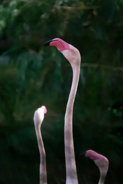 Photo of Flamingo portrait shot near lake