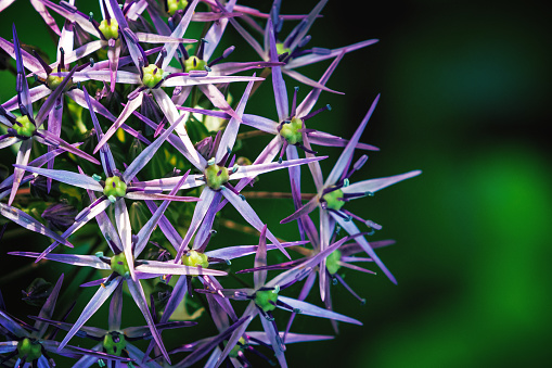 Close-up photo of a small purple plant against a green garden background.