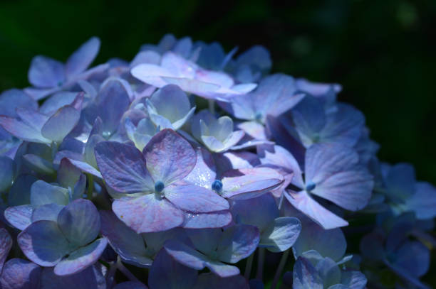istock A sunny day in early summer, Blue hydrangea close-up. 1401082021