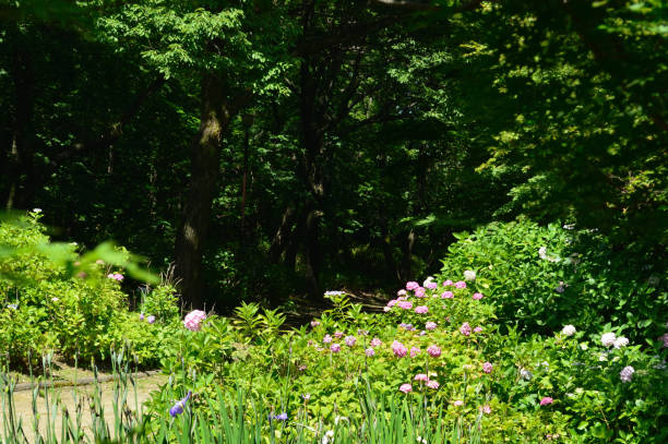 istock A sunny day in early summer, A landscape of blooming hydrangea. 1401082732