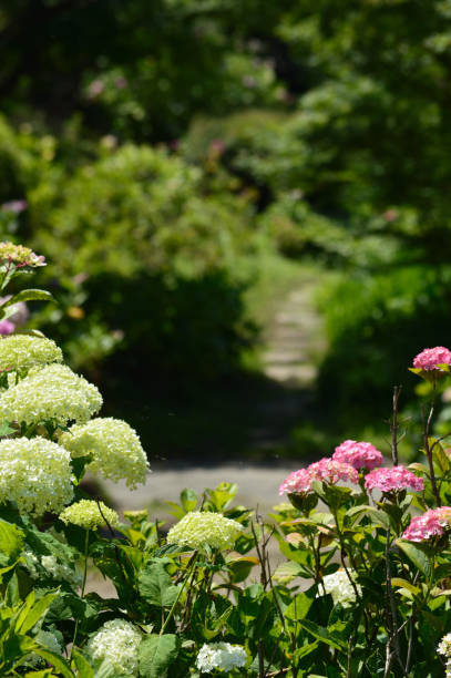istock A sunny day in early summer, A landscape of blooming hydrangea. 1401082755