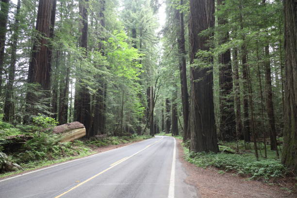 istock Redwoods in Humboldt county califonia 1401083516