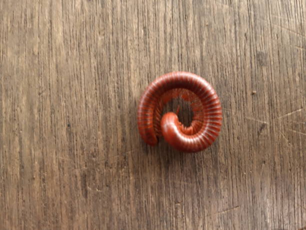 Millipedes, luing or wuling are multi-legged animals that roll up to protect themselves when they feel threatened stock photo