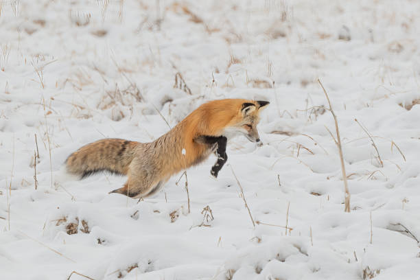 istock Red Fox hunting and jumping for mice or voles 1401086287