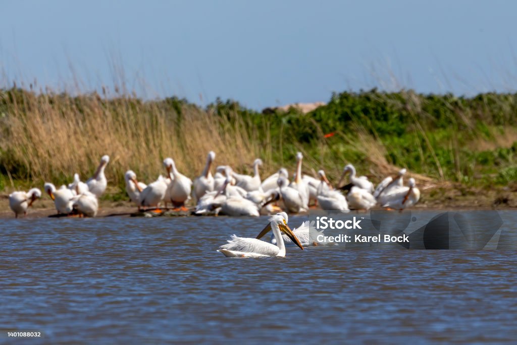 The flock of American white pelicans (Pelecanus erythrorhynchos)  resting on a shore of lake Michigan. The American white pelican is longest bird native to North America Pelican Stock Photo