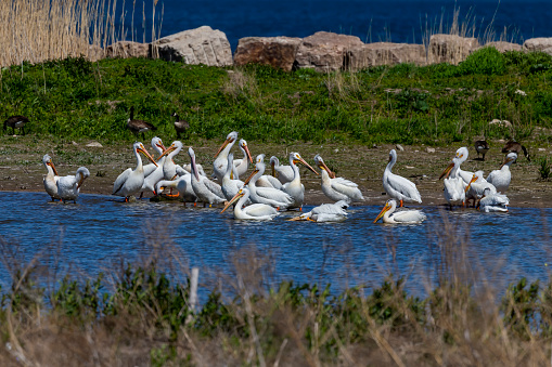 The American white pelican is longest bird native to North America
