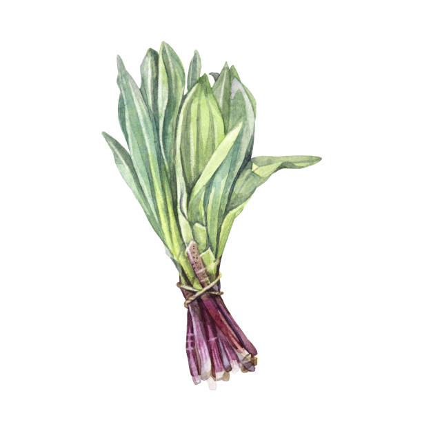 ilustrações de stock, clip art, desenhos animados e ícones de watercolor bunch of wild garlic for salad isolated on white background. hand drawn green and purple spicy vitamin food for health. plant ramson for kitchen cookbook. clipart for cafe menu, wallpaper - herbal medicine nature ramson garlic