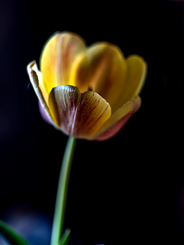 yellow tulips in a vase on a table on a dark background