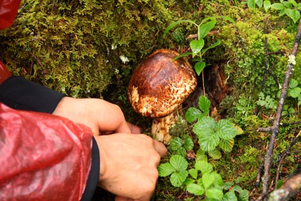 The villager are picking matsutake mushroom Yunnan is famous for its variety and abundance of wild mushrooms in China.At Shangri-la mountains in July,edible and delicious variety of wild mushrooms. matsutake mushroom stock pictures, royalty-free photos & images