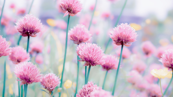 Soft and defocused yellow and pink flowers in bloom, close up. Magical floral spring background with dreamy pastel colors. Artistic image.
