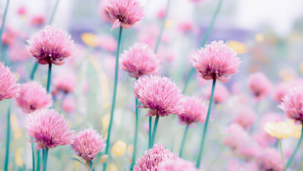 abstract chives flowers blooming in garden, early mornings. - may floral pattern spring april imagens e fotografias de stock