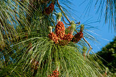 istock Close-up of the flowering cone of a pinus roxburghii tree 1401098926