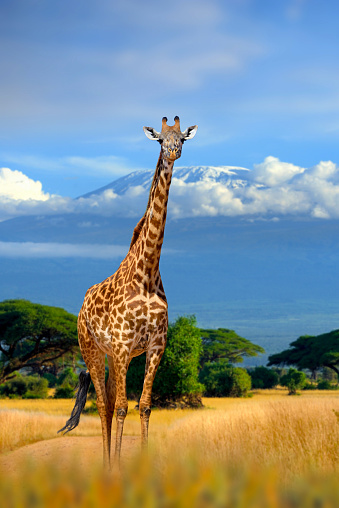Wild african giraffe on Kilimanjaro mount background. National park of Kenya, Africa