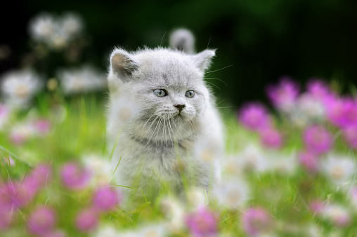 Close cute gray British baby kitten in green grass with flowers