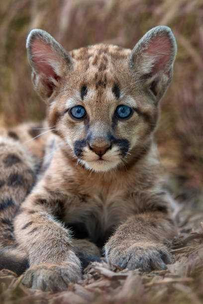 istock Portrait baby cougar, mountain lion or puma 1401099808