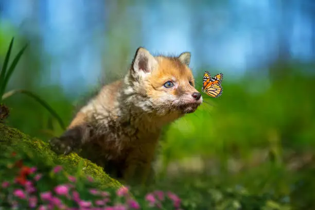 Red fox, vulpes vulpes, small young cub in forest with butterfly on nose. Cute little wild predators in natural environment. Wildlife scene from nature